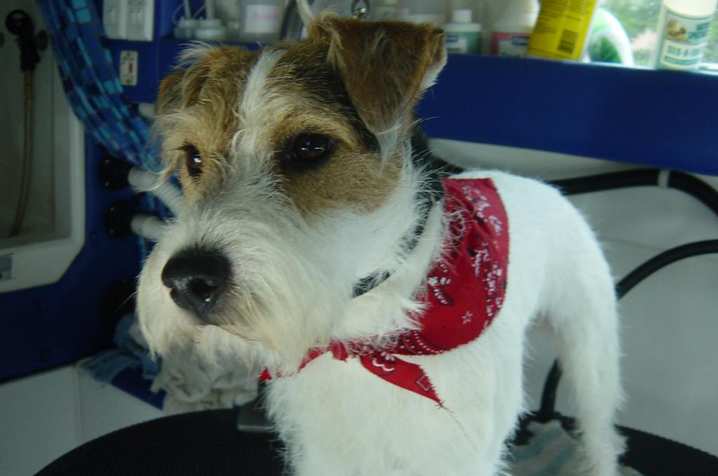 Bandanas & Bows Mobile Pet Grooming Seneca SC 29678 8643602852